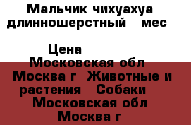 Мальчик чихуахуа, длинношерстный 3 мес. › Цена ­ 12 000 - Московская обл., Москва г. Животные и растения » Собаки   . Московская обл.,Москва г.